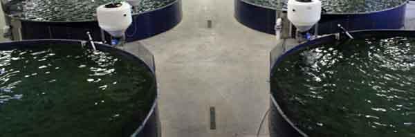 Reservatórios de aço com parafusos de vidro esmaltado / reservatório de água de 30000 litros 0